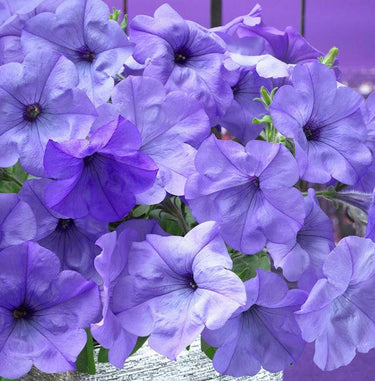 Evening Scentsation Hybrid Spreading Petunia Seeds